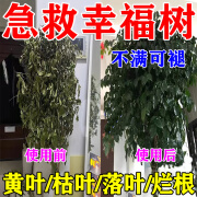 怡家彤乐幸福树专用肥料营养液防黄叶枯叶落叶植物花卉急救通用肥活力素 单瓶装【500ml】