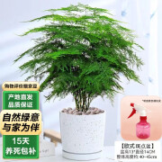 泰西丝文竹盆景植物桌面绿植盆栽 大文竹+中号斑点陶瓷盆+陶粒+1壶