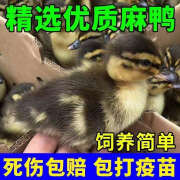 正宗散养家养麻鸭活苗纯种大番鸭小鸭子土鸭蛋鸭青年鸭产蛋王 正宗麻鸭苗10只装公母备注