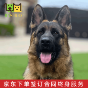 佳朔纯种德国牧羊犬黑背弓背德牧幼犬狼狗黑狼东德宠物狗活体大型犬 宠物级 【纯种德牧】