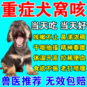 窝咳净片犬窝咳专用药特效狗吃宠物感冒咳嗽干呕打喷嚏流鼻涕发烧 1盒【体验装】