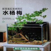 水杨梅鱼缸造景水杨梅老桩原生缸水陆缸水生植物净化水质水培植物 1棵精品水杨梅(15-20厘米)带根