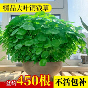 临雅铜钱草水培植物大叶金钱草籽客厅绿植室内盆栽办公室花卉四季好养 【体验款】带叶铜钱草*1-不含盆