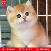 涴喵苏氏 英国短毛猫幼猫金渐层宠物猫咪活体家养伴侣宠物猫 血统级 【英短】