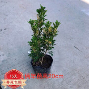 京盼农品CCEY米兰花盆栽花卉植物室内花苗绿植客厅 2年苗1颗带土发货 不含 2年苗1颗带土发货