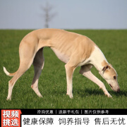 伊宠纯种灵缇犬幼犬细狗宠物狗狗活体小狗活物幼崽 宠物级 公