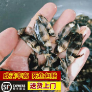 【顺丰包活到家】一帆风顺鱼苗淡水养殖活体活鱼批发美人鱼胭脂鱼家养冷水新手好养食用观赏鱼苗5-10厘米 一帆风顺鱼苗10厘米左右10条【关注店铺送1条防损