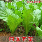 禾之润宽叶芥菜秧苗四季客家甜芥苗秧苗阳台庭院室外种植新鲜秧苗带土发 10棵宽叶芥菜苗带土