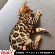 宠六福纯种孟加拉豹猫幼猫小猫咪宠物猫咪活体幼崽 宠物级 公