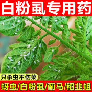 双星白粉虱专用杀虫剂噻虫嗪蔬菜植物蚜虫小飞虫蚧壳虫小黑飞蓟马农药 5袋装【杀虫杀卵】