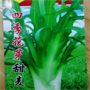 朵芮蜜【新种上市】新西兰进口甜麦菜种子丰产油麦菜籽四季蔬菜种子大全 4包约4088粒新种子 原厂包装