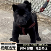 宠六福纯种五黑犬幼犬宠物狗狗活体小狗活物幼崽 宠物级 公