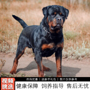 伊宠纯种罗威纳幼犬护卫犬宠物狗狗活体小狗活物幼崽 宠物级 公