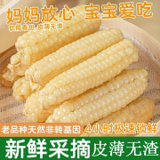 新燕拇指玉米 西双版纳香糯新鲜手指嫩糯玉米早餐即食代餐儿童真空装 小象拇指玉米1000g*1箱