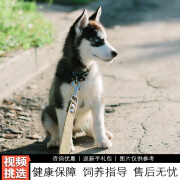 伊宠纯种哈士奇幼犬二哈宠物狗狗活体小狗活物幼崽西伯利亚雪橇犬 宠物级 公