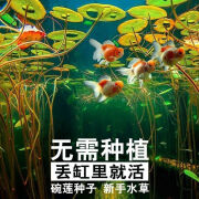 蓝宝四季水培鱼缸造景前景水草植物种子睡莲种子盆栽水养生碗莲易活 碗莲20粒