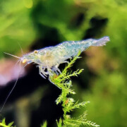 墨一黑壳虾除藻虾鲜活观赏虾清洁草虾淡水活体樱花虾极火虾耐活冷水虾 黑壳虾30+20低损耗