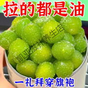 北京同仁堂同品质【官方店旗舰】身材管理60倍浓缩茯苓西梅软糖排出肥脂油调理肠胃果干/g 33粒【尝试装】推荐多粒装