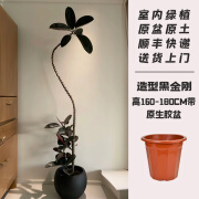 光随我意黑金刚橡皮树网红造型室内客厅大型绿植好养耐活办公室氛围植物 单支-高度1.6-1.8m带原生胶盆