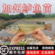 加州鲈鱼苗大规格卢鱼苗大口鲈优鲈号淡水养殖食用观赏鱼苗 3-4厘米3条::中通:限购1件