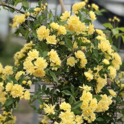 重瓣木香花苗庭院爬藤多花红黄白橙木香花卉耐寒易养栅栏蔷薇植物 白色木香花小苗