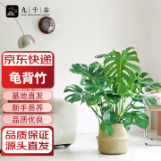 九千谷龟背竹盆栽大型绿植花卉盆景观叶植物0.8米编织篮源头直发9879