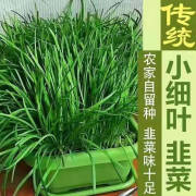 新韭菜根香韭菜根小叶韭菜根大叶韭菜根四季可栽好养活的庭院绿植 香韭菜100颗+50颗