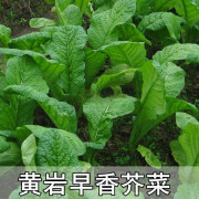 早香芥菜种子 台州黄岩芥菜 庭院大田蔬菜种子阳台种菜四季播菜籽 10克简装