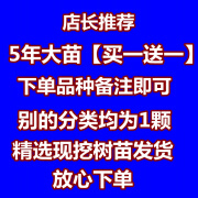 种冰荔枝无核桂味糯米糍嫁接荔枝树苗南北方四季种植当年结果 脱毒苗  店长5年 0g 店长5年苗 81cm(含)-110cm(含)