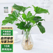 泰西丝水培植物绿植盆栽办公室桌面花卉 春羽+菱形玻璃瓶+液