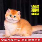 涴喵 纯种宠物猫咪活体金银渐层幼猫全程辅助养猫签订合同双重保障 宠物级 金渐层猫