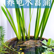 水菖蒲乌龟净化水质龟缸生态缸水陆缸室内微景观水培植物菖蒲水培 水菖蒲5棵加控根篮1个 水菖蒲鱼缸龟缸植物净化水质