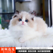 伊宠纯种布偶猫幼猫小猫咪宠物猫咪活体幼崽 宠物级 S级 母