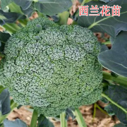 禾之润大白菜苗秧苗花菜西兰花绿甘蓝四九菜心莴苣四季耐寒秋季蔬菜苗 西兰花苗(6棵装)