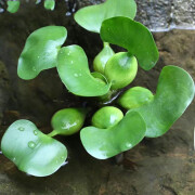 素蜜水养植物浮萍水草葫芦养龟鱼虾水芙蓉水面漂浮水生植物鱼缸四季净 葫芦(5棵)