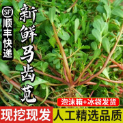 良知农哥 【顺丰】新鲜现挖马齿苋菜 马齿苋长寿菜五行草 4斤