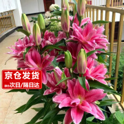 樱霞【带芽发货】香水百合种球花卉 红色5个种球+盆+土+肥源头直发