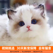 伊宠布偶猫幼猫纯种小猫咪宠物猫活体幼崽仙女猫 宠物级 母