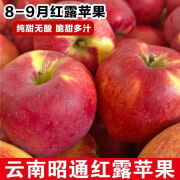 现摘现发正宗云南昭通红露甜脆小苹果 5斤大果(75以上)