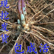 秋颖芦笋苗根紫色芦笋苗种四季蔬菜苗盆栽根苗种阳台庭院种植多年根生 绿色一年苗10棵