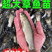 批发淡水草鱼苗半斤一条20厘米长活体养殖皖鱼特大规格脆皖鱼淡水包活 2/3公分草鱼60条包活