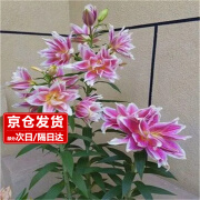 樱霞香水百合花盆栽重瓣花卉绿植 【荷兰精灵 10个球+肥】源头直发