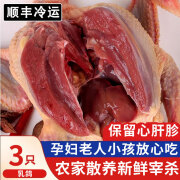 渔吻乳鸽生鲜新鲜宰杀滋补煲汤鸽子肉农家散养鲜炖土鸽子非老鸽 山林散养乳鸽3只【炖汤有营养】