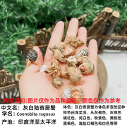 陆生寄居蟹新手入门宠物活物淡水桌面紫陆灰白深紫观赏蟹懒人宠物 可爱小豆丁15只送5只抵损共发20只