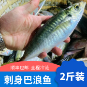 艾秀宸品 海鲜刺身巴浪鱼 新鲜速冻竹荚鱼 冷冻竹筴鱼 东山岛海鲜 200-250g/条 放血鲜寄（2斤装，到手4-5条）