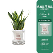 樱霞广州发货虎皮兰绿植盆栽 虎皮兰花办公室内桌面 虎皮兰盆栽带早安盆