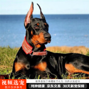 伊宠纯种杜宾犬幼犬宠物狗狗活体小狗活物幼崽 宠物级 公