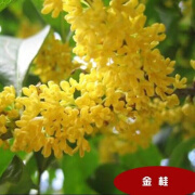 桂花树苗桂花苗盆栽金桂四季桂室内外浓香型阳台花卉绿植庭院盆景 金桂【浓香型】 2年苗