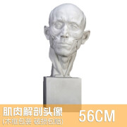 56CM解剖头像 石膏像人物美术教具办公学生静物素描石膏头像 肌肉头 雕塑摆件