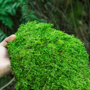 慕景鲜活苔藓微景观植物盆景盆栽水陆缸假山草造景材料白发藓短绒青苔 【大灰藓30*60cm】